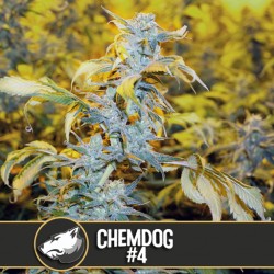 Chemdog #4 - Cannabis Seeds