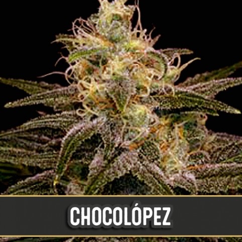 Chocolopez - Cannabis Seeds