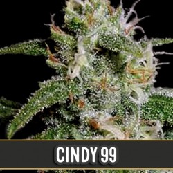 Cindy 99 - Cannabis Seeds