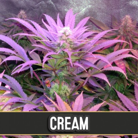 Cream Automatic - Cannabis Seeds