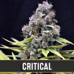 Critical Automatic - Cannabis Seeds