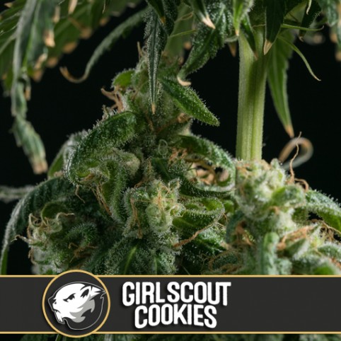Girl Scout Cookies - Cannabis Seeds