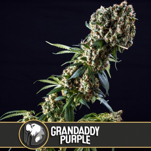 Grandaddy Purple - Cannabis Seeds
