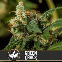 Green Crack - Cannabis Seeds
