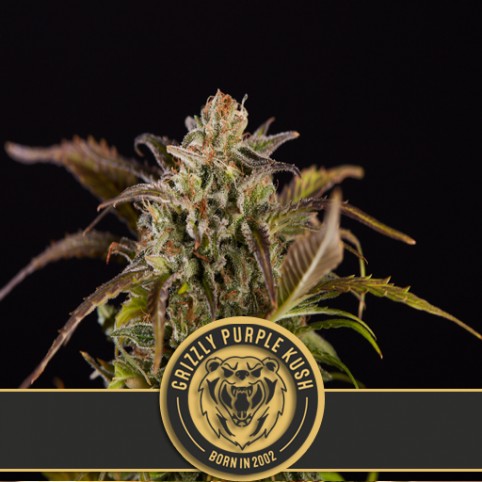 Grizzly Purple Kush - Cannabis Seeds