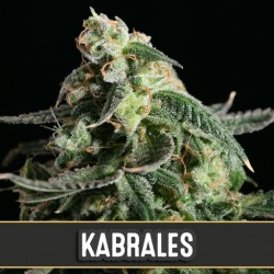 Kabrales Automatic - Cannabis Seeds