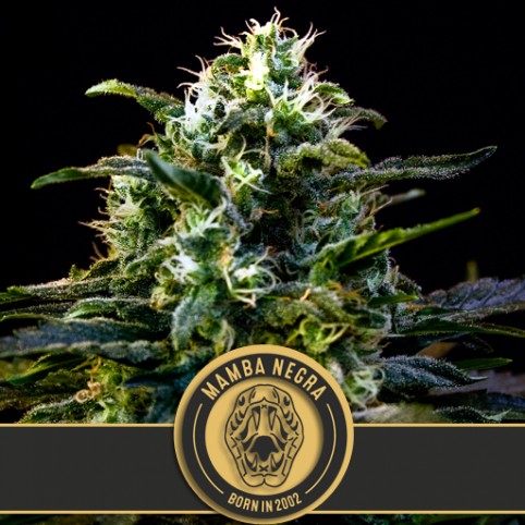Mamba Negra - Cannabis Seeds