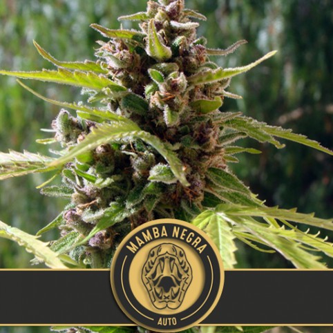 Mamba Negra Auto - Cannabis Seeds