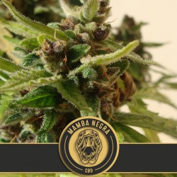 Mamba Negra Auto CBD - Cannabis Seeds