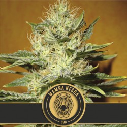 Mamba Negra CBD - Cannabis Seeds