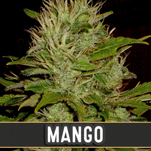 Mango - Cannabis Seeds