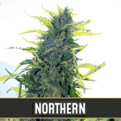 Northern Automatic - Cannabis Seeds