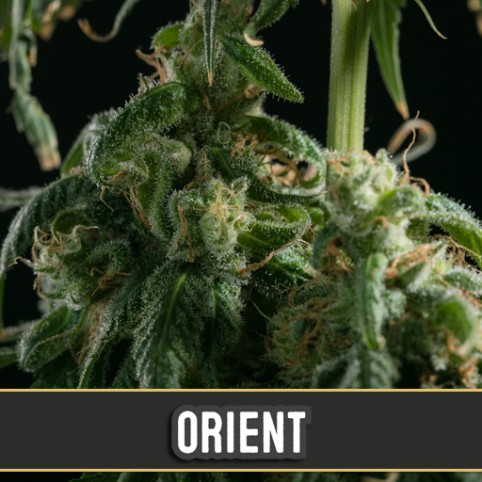 Orient Automatic - Cannabis Seeds