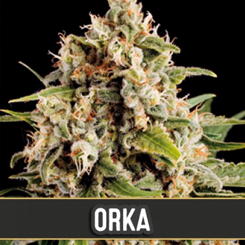 Orka - Cannabis Seeds