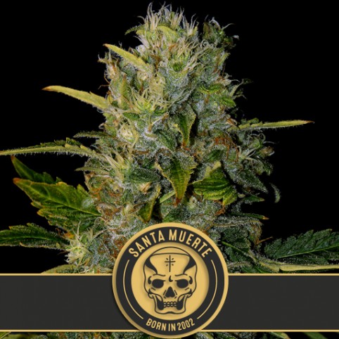 Santa Muerte - Cannabis Seeds