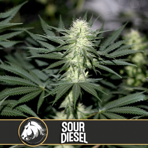 Sour Diesel - Cannabis Seeds