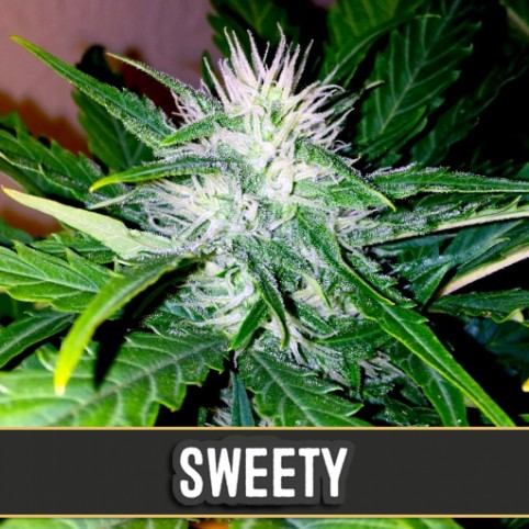 Sweety Automatic - Cannabis Seeds