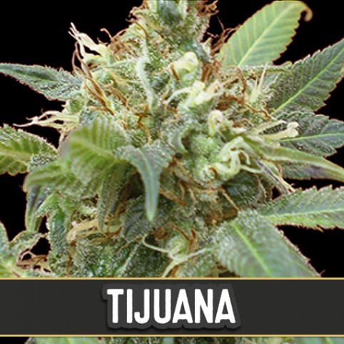 Tijuana - Cannabis Seeds