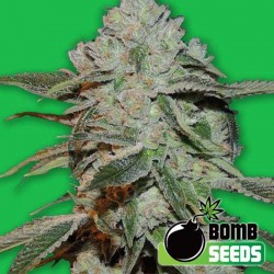 Atomic - Marijuana Seeds