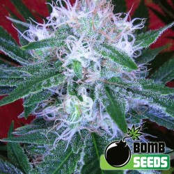 Auto Bomb Cannabis Seeds