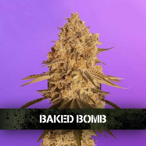 Baked Bomb