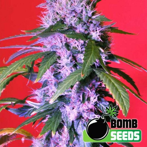 Berry Bomb Cannabis Seeds