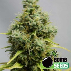 Big Bomb Cannabis Seeds
