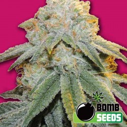 Bubble Bomb Cannabis Seeds