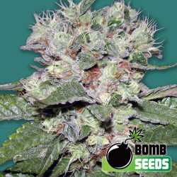 CBD Bomb Cannabis Seeds