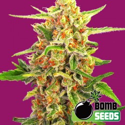 Cherry Bomb Cannabis Seeds