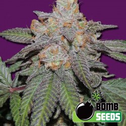 Cherry Bomb Auto Cannabis Seeds