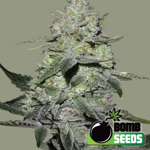 Gorilla Bomb - Cannabis Seeds