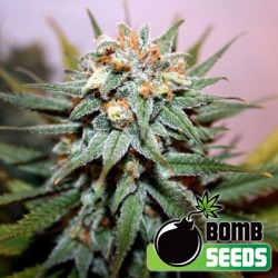 Hash Bomb Cannabis Seeds