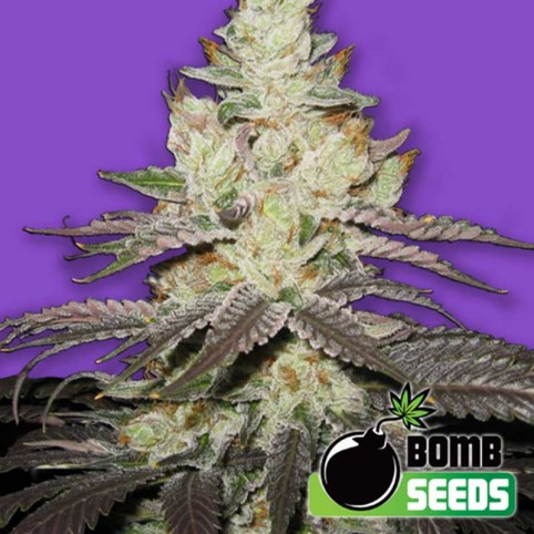 Killer Purps Cannabis Seeds