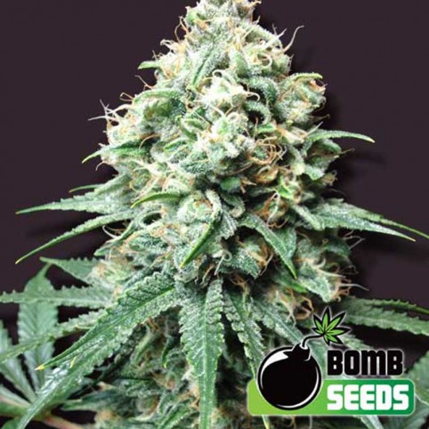 Kush Bomb Auto Cannabis Seeds