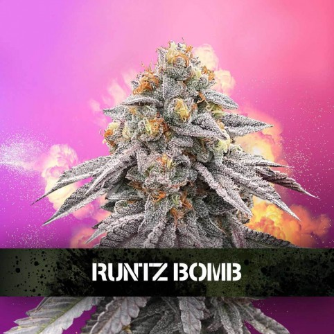 Runtz Bomb