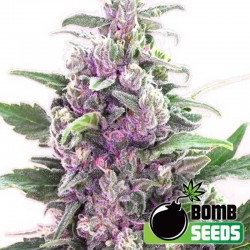 THC Bomb Auto Cannabis Seeds