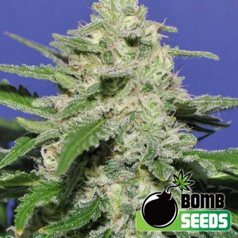 Widow Bomb Cannabis Seeds