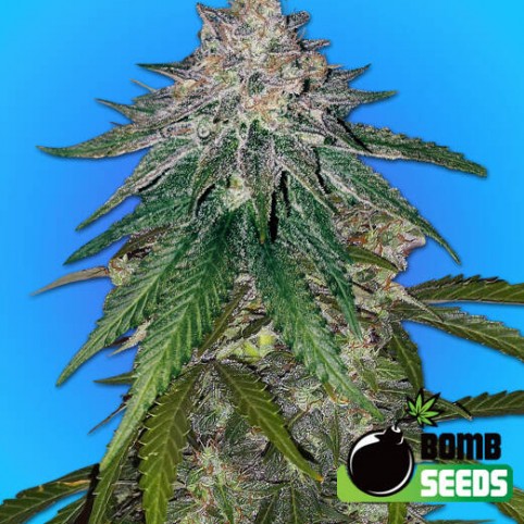 Zkittlez Gum Bomb by Bomb Seeds