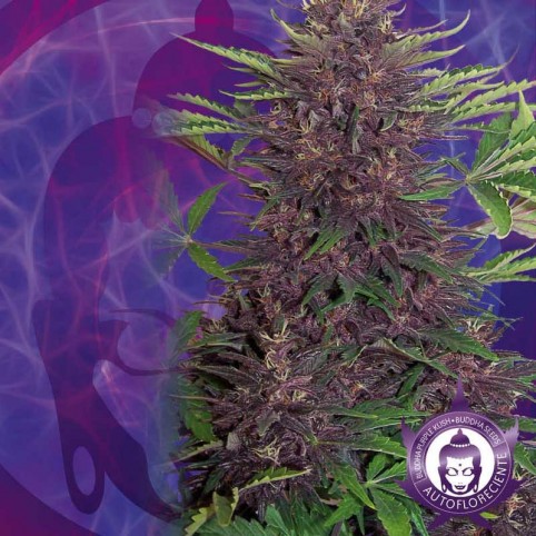 Purple Kush Automatic Cannabis Seeds