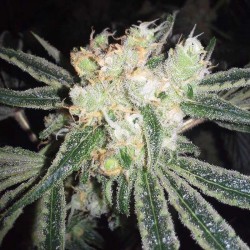 Medi Haze - Cannabis Seeds - CBD Crew