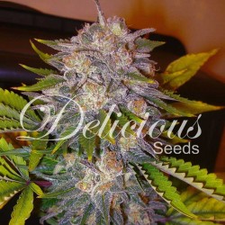 Caramelo Cannabis Seeds