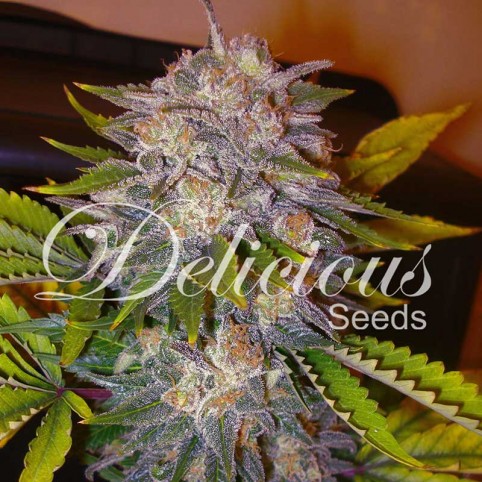 Caramelo Cannabis Seeds