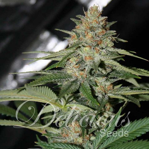 Cheese Candy Cannabis Seeds