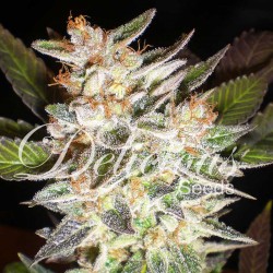Cheese Candy Auto Cannabis Seeds