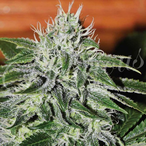 Critical Jack Herer Cannabis Seeds