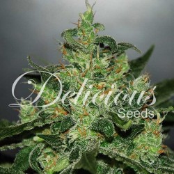 Critical x Jack Herer Auto Cannabis Seeds