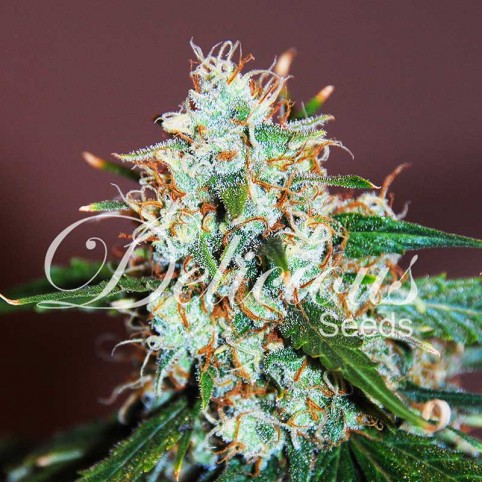 Critical Neville Haze Cannabis Seeds