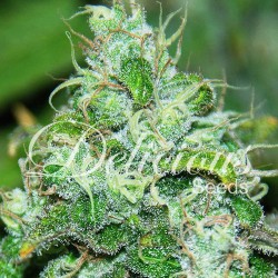 Fruity Chronic Juice Cannabis Seeds