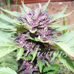 Jota Mayuscula Purple Auto Cannabis Seeds